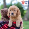 Image of Koby, a Golden Retriever puppy