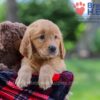 Image of Koby, a Golden Retriever puppy