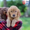 Image of Koby, a Golden Retriever puppy