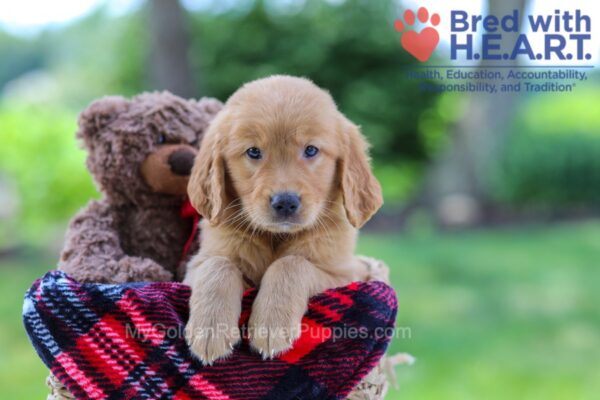 Image of Koby, a Golden Retriever puppy