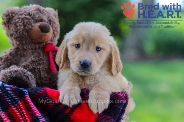 Image of Koda, a Golden Retriever puppy