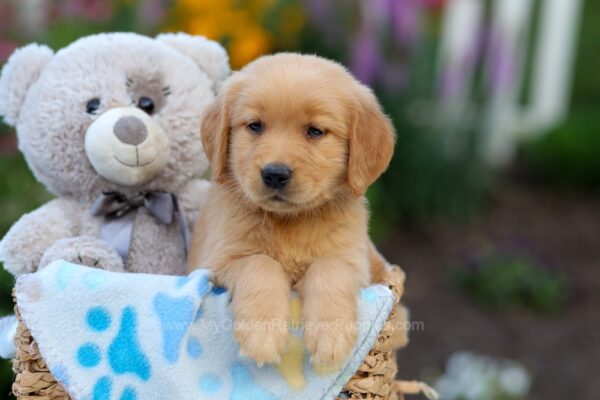 Image of Lavender, a Golden Retriever puppy