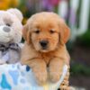 Image of Logan, a Golden Retriever puppy