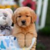 Image of Logan, a Golden Retriever puppy