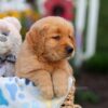 Image of Logan, a Golden Retriever puppy