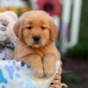 Image of Logan, a Golden Retriever puppy