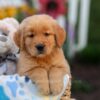 Image of Logan, a Golden Retriever puppy