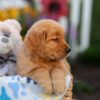 Image of Logan, a Golden Retriever puppy