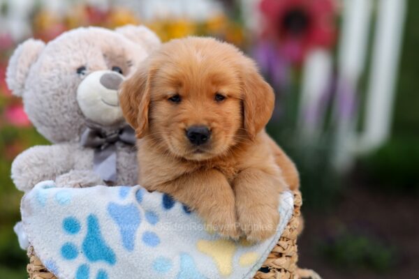 Image of Logan, a Golden Retriever puppy