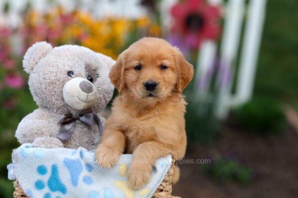 Image of Lucas, a Golden Retriever puppy