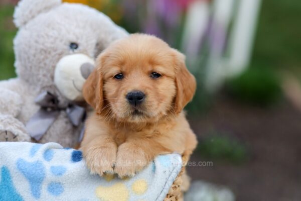 Image of Luna, a Golden Retriever puppy