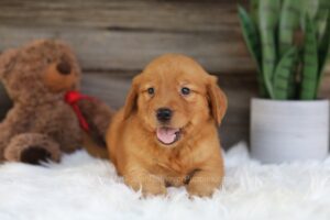 Image of Oaklee, a Golden Retriever puppy