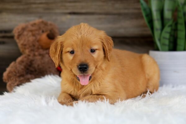 Image of Ocean, a Golden Retriever puppy