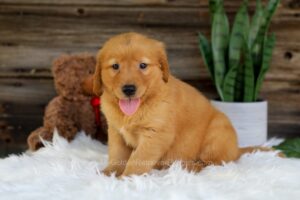 Image of Olaf, a Golden Retriever puppy