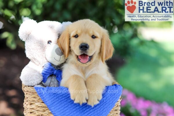 Image of Orlie, a Golden Retriever puppy