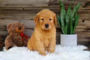 Image of Oscar, a Golden Retriever puppy