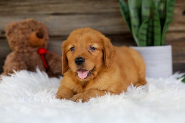 Image of Otto, a Golden Retriever puppy