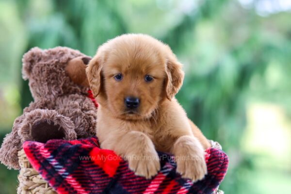 Image of Paige, a Golden Retriever puppy