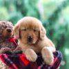 Image of Pepper, a Golden Retriever puppy