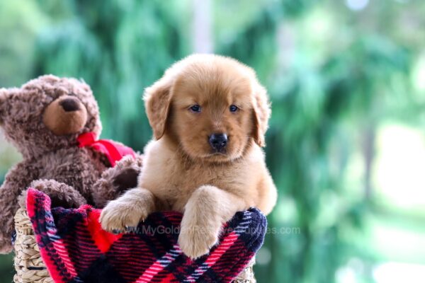 Image of Pepper, a Golden Retriever puppy