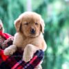 Image of Pepper, a Golden Retriever puppy