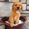 Image of Theo, a Golden Retriever puppy