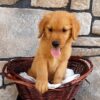 Image of Theo, a Golden Retriever puppy