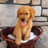 Image of Theo, a Golden Retriever puppy