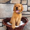 Image of Theo, a Golden Retriever puppy