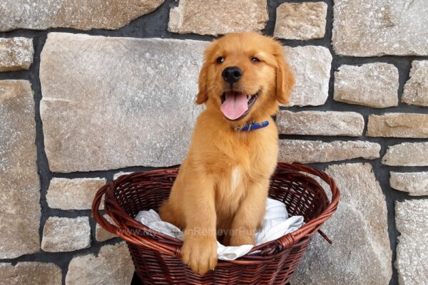 Image of Theo, a Golden Retriever puppy