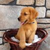 Image of Theo, a Golden Retriever puppy