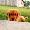 Image of Theo, a Golden Retriever puppy