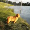 Image of Theo, a Golden Retriever puppy