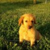 Image of Theo, a Golden Retriever puppy