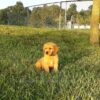 Image of Theo, a Golden Retriever puppy