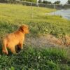 Image of Theo, a Golden Retriever puppy