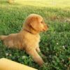 Image of Theo, a Golden Retriever puppy