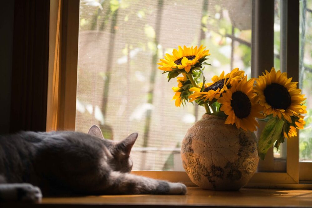 a cat is sleeping in a room by the window