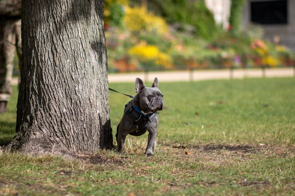 a french bulldog is standing next to a tree