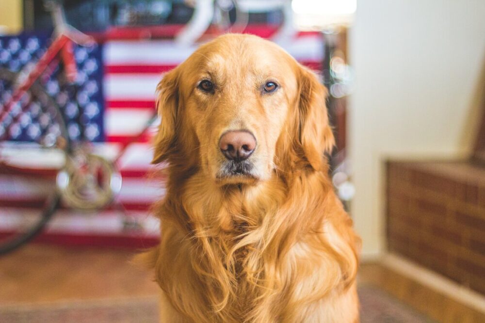 a_golden_retriever_is_standing_in_front_of_usa_flag