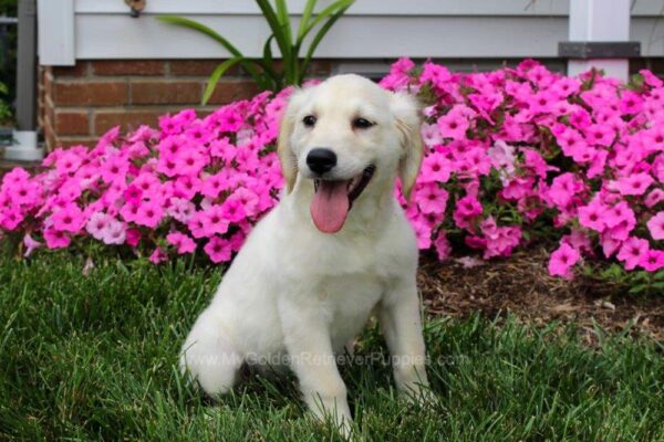 Image of Cookie, a Golden Retriever puppy