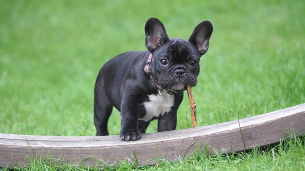 blue french bulldog is standing on the grass