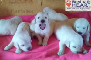 Image of Creams 1st Pick Female, a Golden Retriever puppy