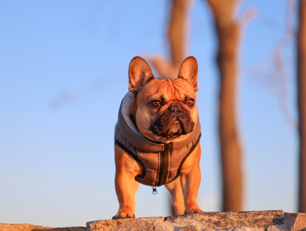 Do French Bulldogs Get Along with Cats (+ How to Introduce Them)