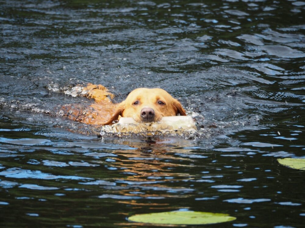 golden retriever swimming