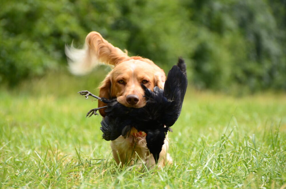 golden_retriever_hunting_dog_carrying_black_bird