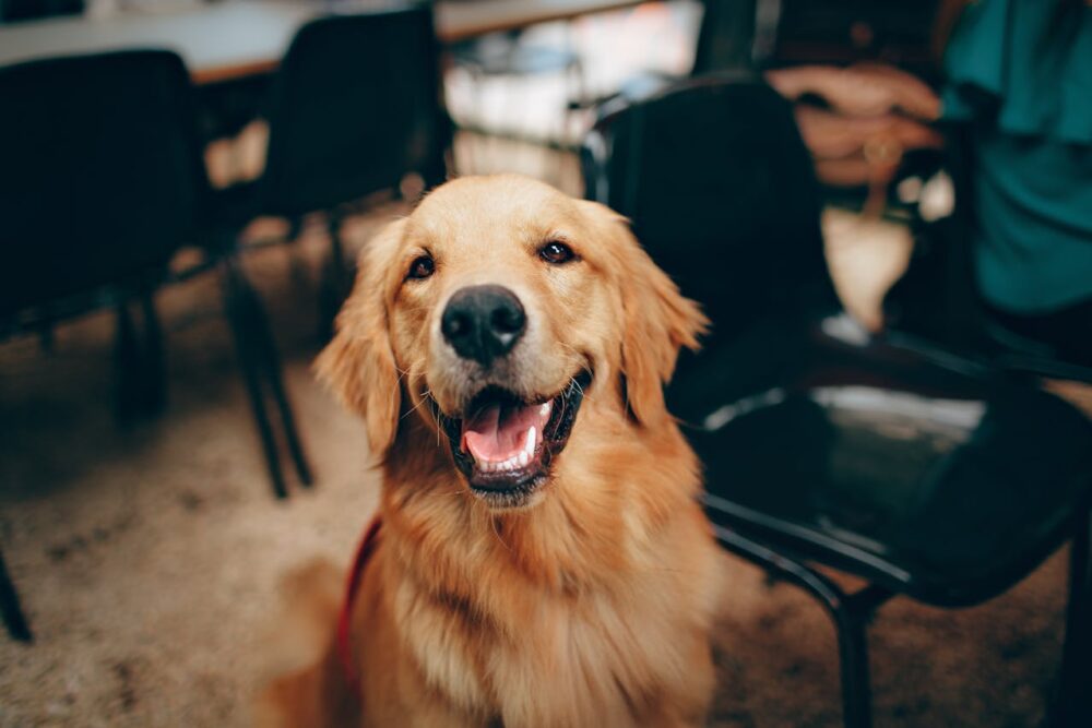 goldie dog posing indoors