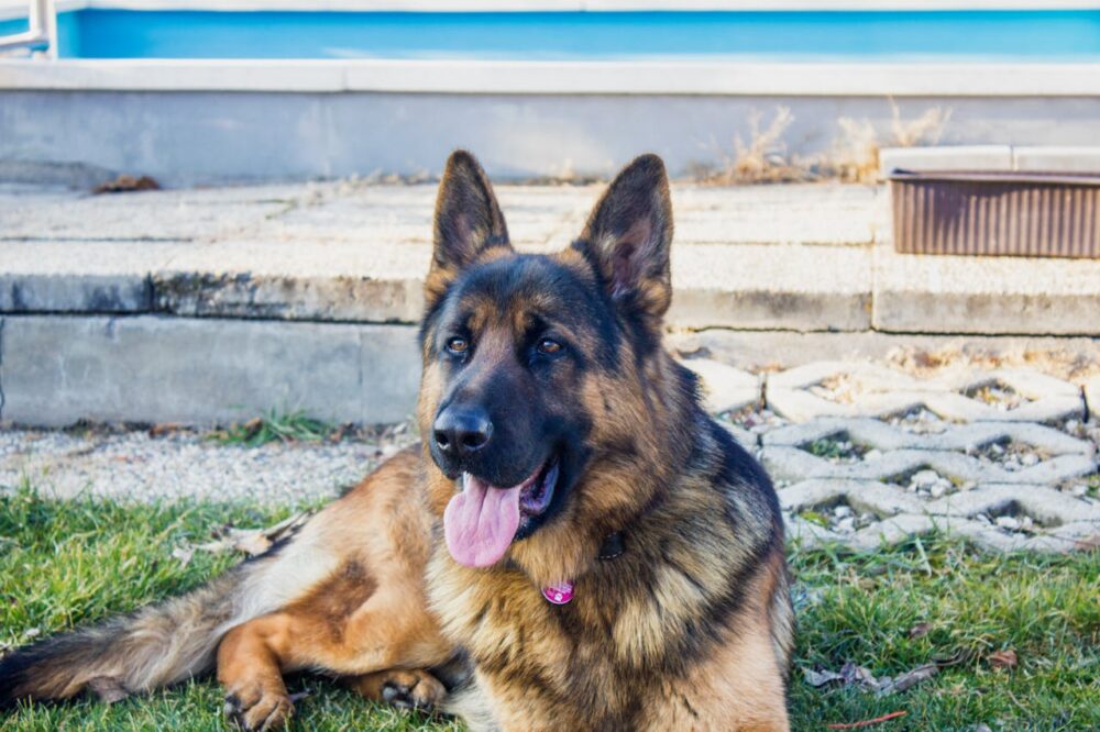 male german shepherd dog is lying on the grass