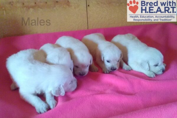 Image of Creams 2nd Pick Male, a Golden Retriever puppy