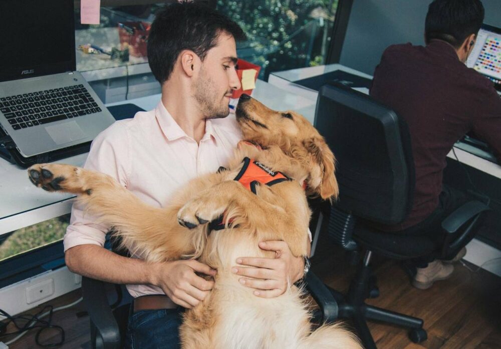 man is holding a golden retriever therapy dog